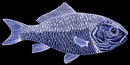 Although the word 'dorade' in French 
currently translates to sea bream, it should be understood here as the short 
form of Dorade de Chine, an antiquated name for goldfish.