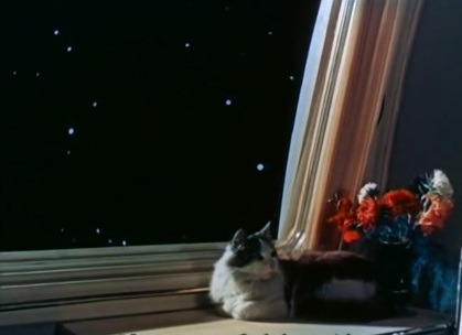 cat resting on a shelf with 
some flowers in front of a window through which only stars in 
the blackness of space can be seen