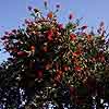 bottle brush tree