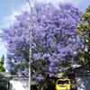 Jacaranda