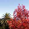 Autumn leaves at the Los Altos library