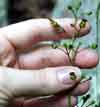 Hare Figwort