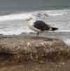 seagull and the Pacific Ocean